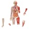 Learning Resources Double-sided Magnetic Human Body Set, 17 Pieces 6044 - alternate 1